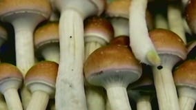 Magic mushroom bill advances at AZ capitol