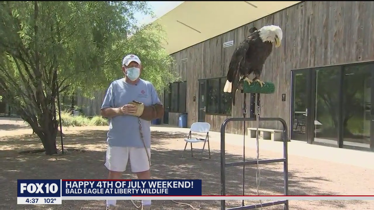 17-year-old Bald Eagle at Liberty Wildlife spreads patriotism
