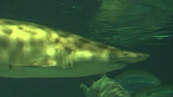 Jaw-some July at Odysea Aquarium celebrates sharks