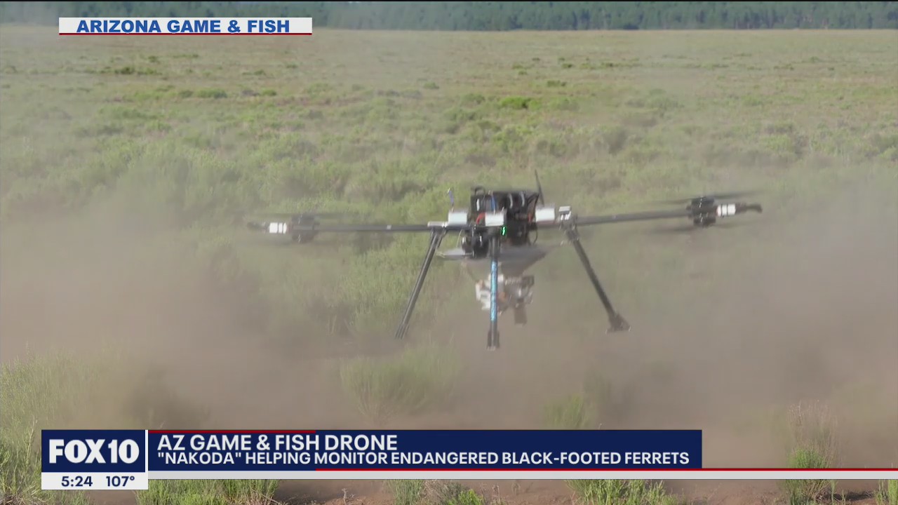 Arizona Game and Fish drone helping efforts to monitor endangered ferret species
