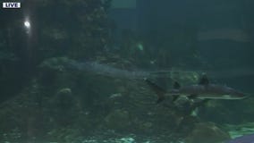 Shark Week begins at Wildlife World Zoo