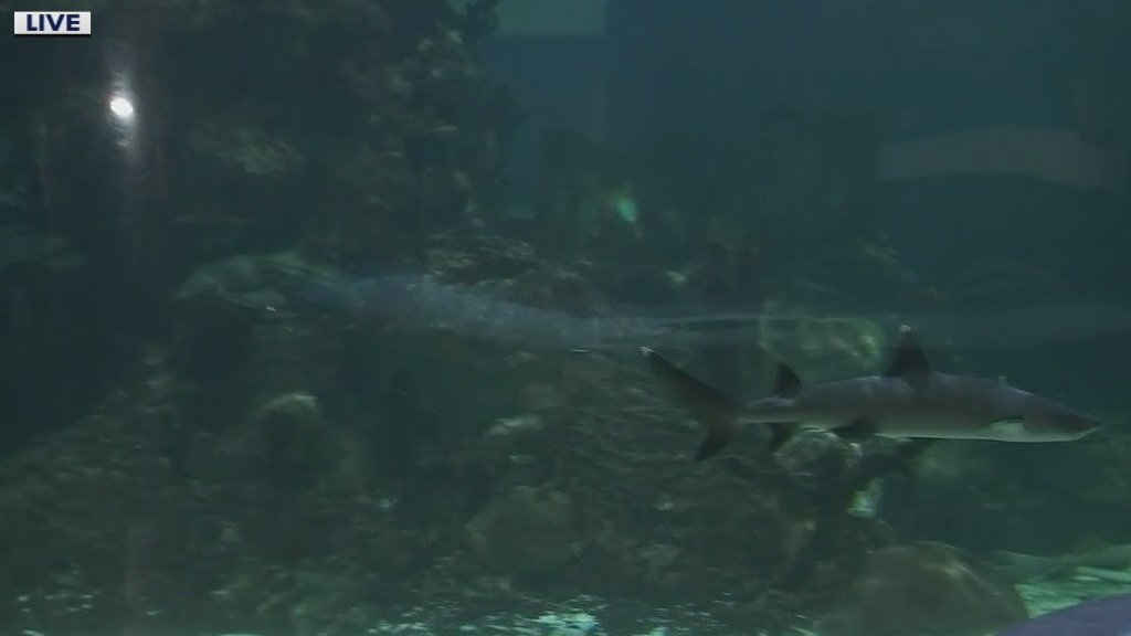 Shark Week begins at Wildlife World Zoo