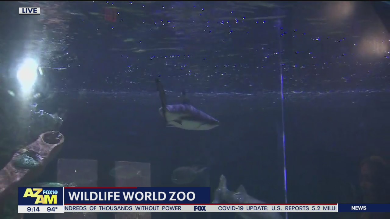 Shark Week at Wildlife World Zoo
