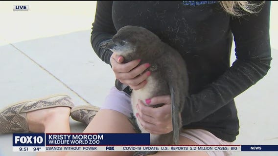 Taking a look at a baby penguin at Wildlife World Zoo
