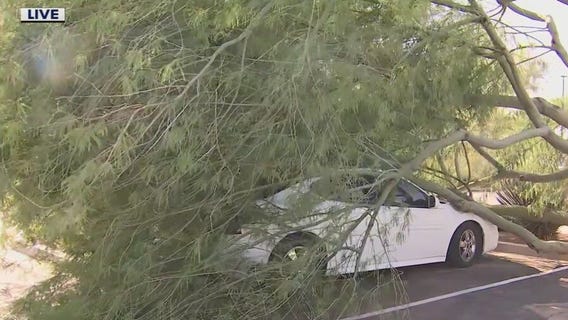 Tree topples over on car following monsoon storms in Queen Creek