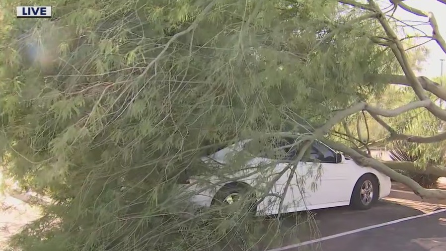 Tree topples over on car following monsoon storms in Queen Creek