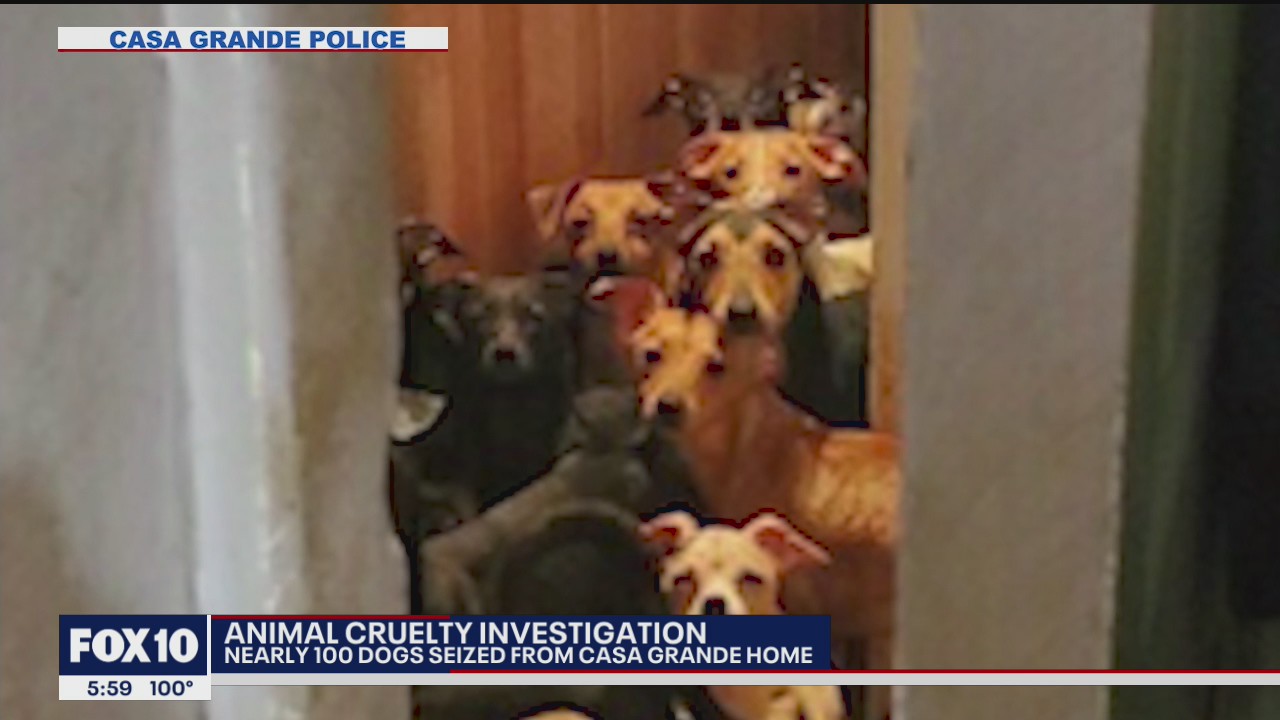 90 dogs found inside home, Casa Grande police investigates animal ...