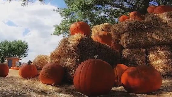 Looking for a way to enjoy fall in Arizona? Visit Mortimer Farms