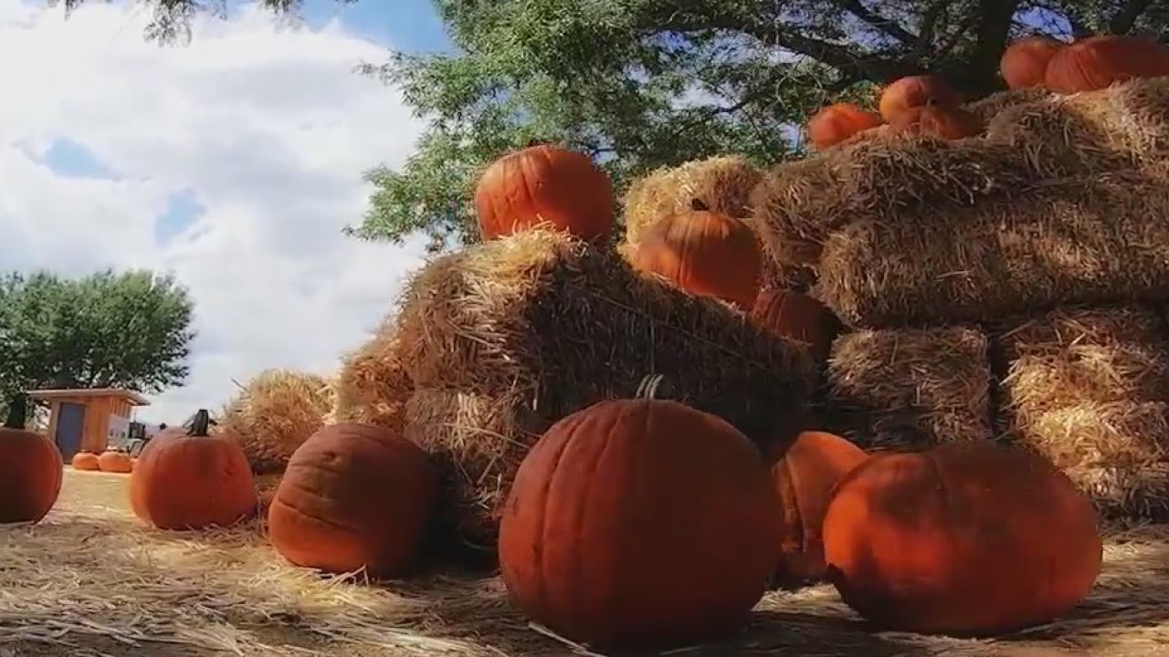 Looking for a way to enjoy fall in Arizona? Visit Mortimer Farms