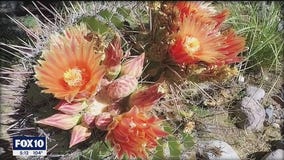 A new garden and fall colors at Boyce Thompson Arboretum