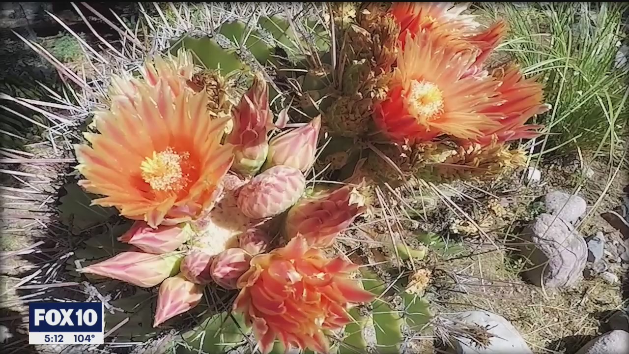 A new garden and fall colors at Boyce Thompson Arboretum