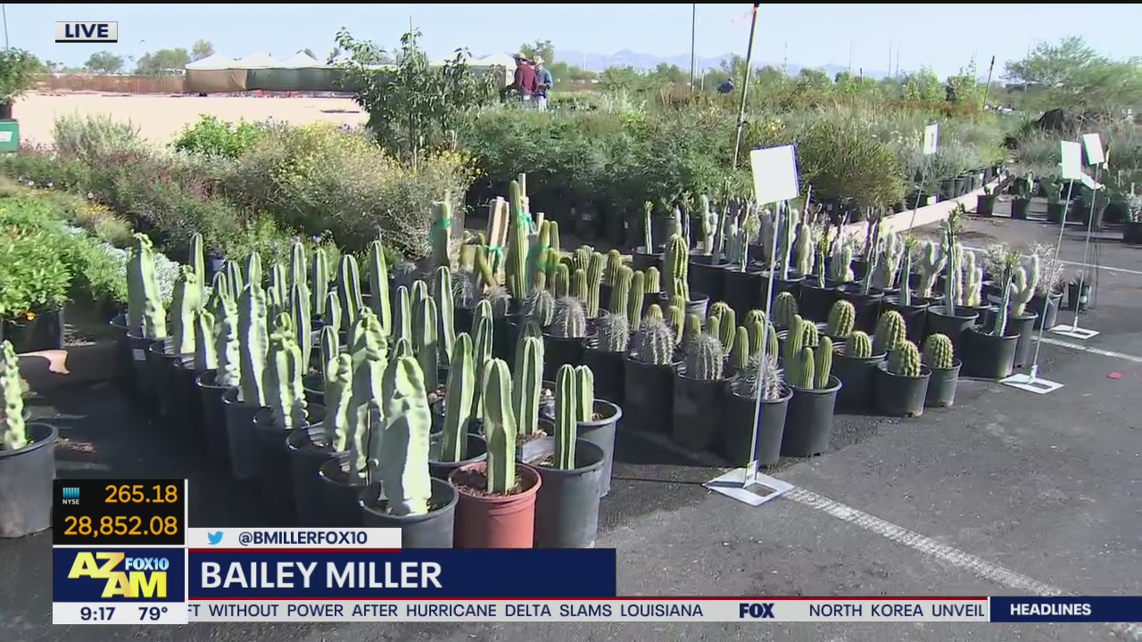 Desert Botanical Garden prepping for fall plant sale