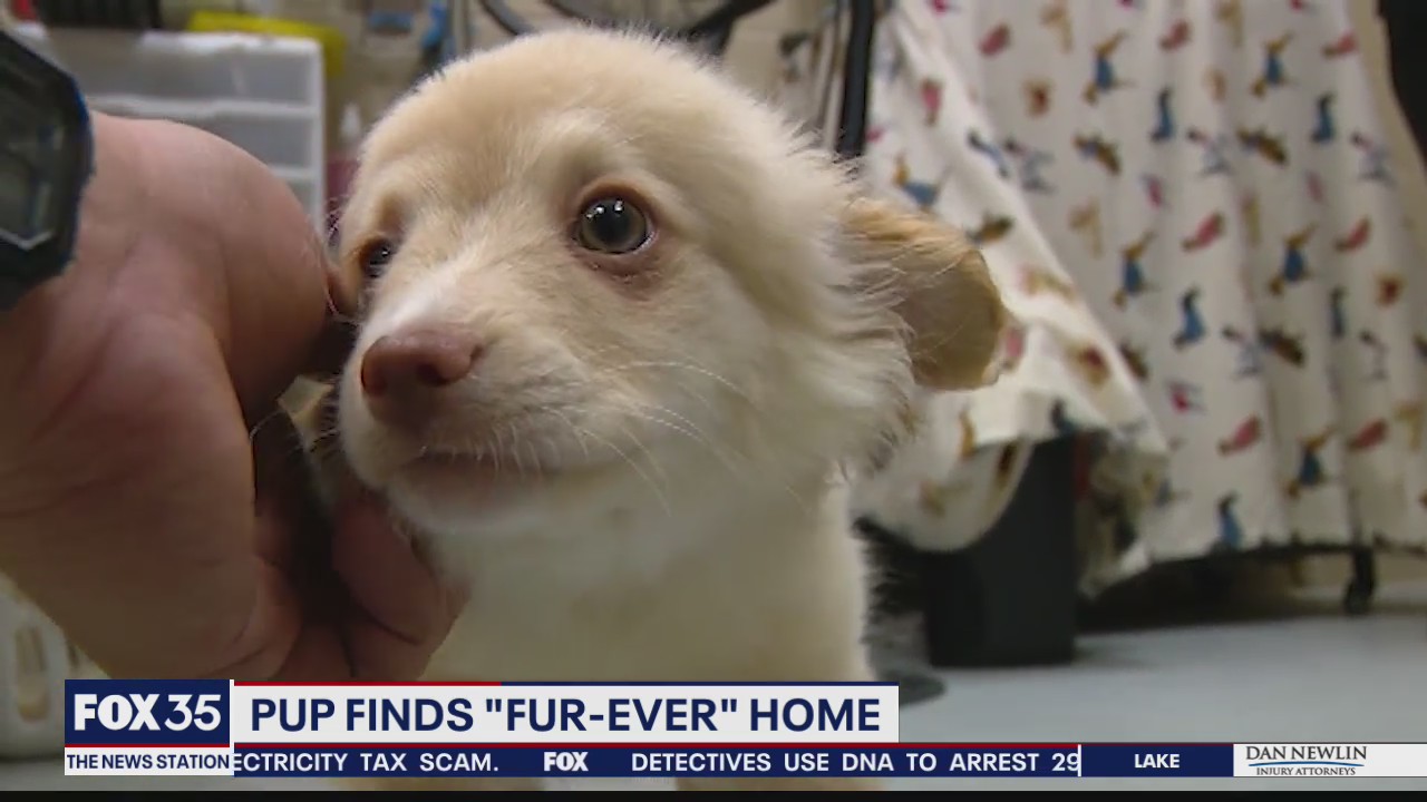 Rescued pup finds 'fur-ever' home