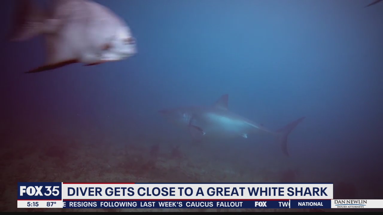 Florida diver gets close to great white shark