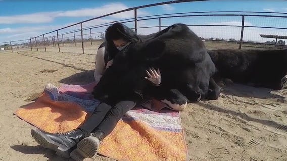 Animal sanctuary in Queen Creek offering cow hugging sessions