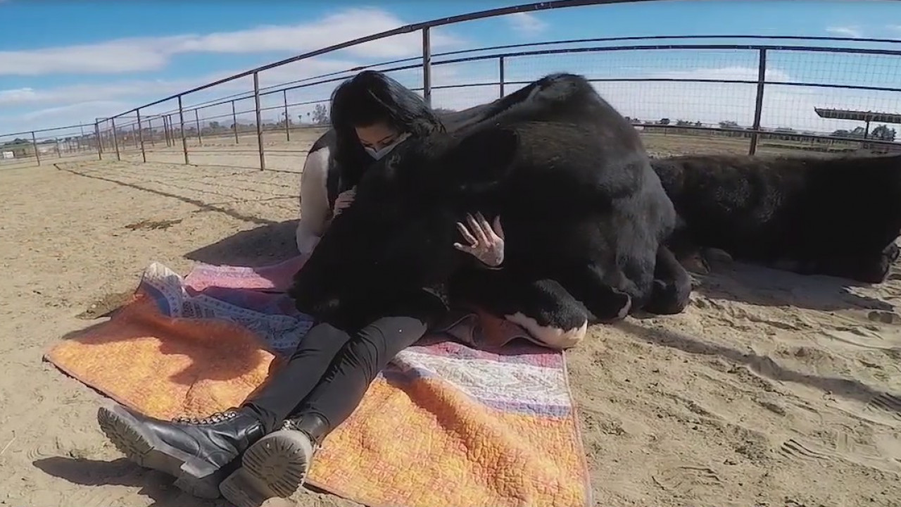 Animal sanctuary in Queen Creek offering cow hugging sessions