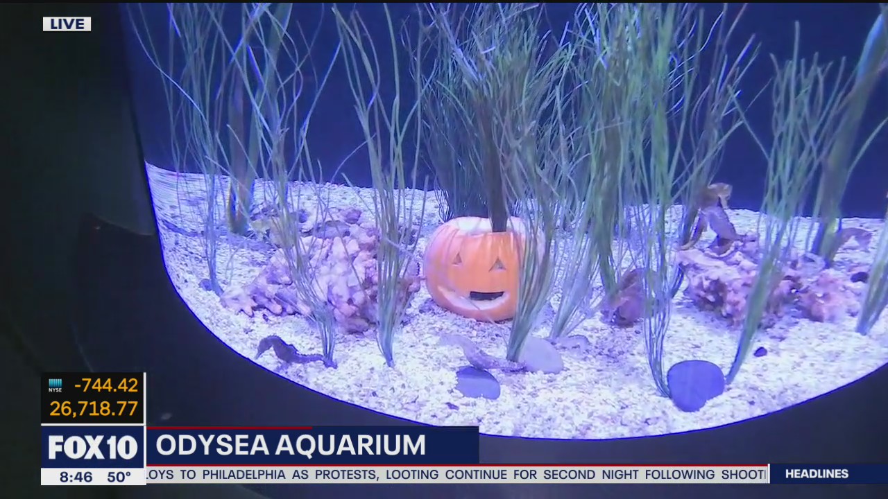 Celebrating Halloween at OdySea Aquarium in Scottsdale