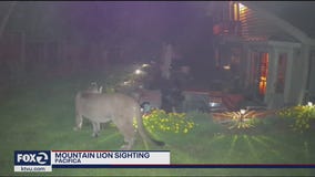 Mountain lion spotted in Pacifica backyard