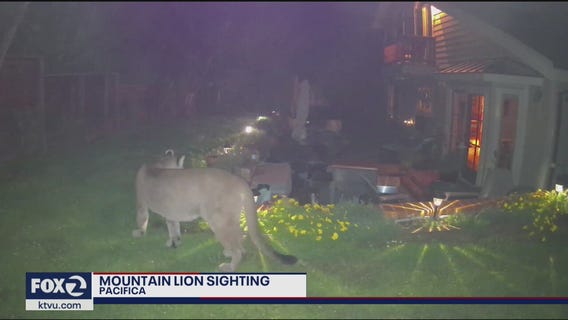Mountain lion spotted in Pacifica backyard