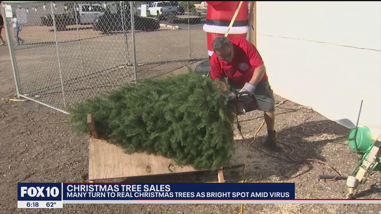 Real Christmas Trees make comeback this holiday season