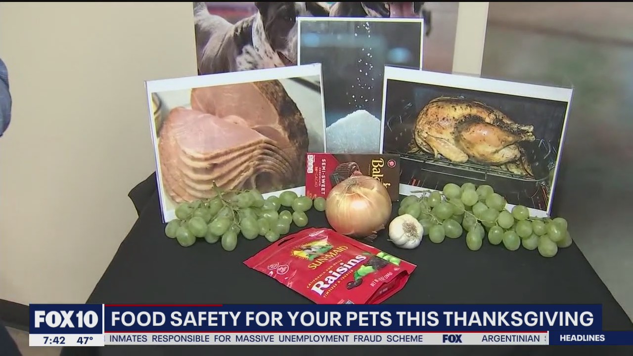 Food safety for your pets this Thanksgiving