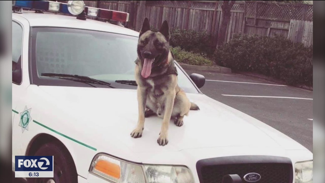 Sonoma County sheriff reports loss of K-9