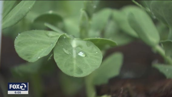 Residents around the Bay Area are planting "Victory Gardens" during the coronavirus pandemic