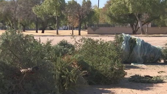 Recycle your Christmas tree by turning it into compost in the Valley
