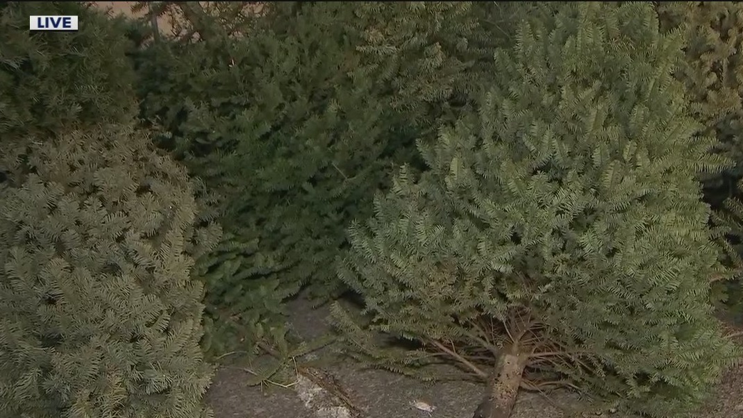 City of Mesa holds Christmas tree recycling program