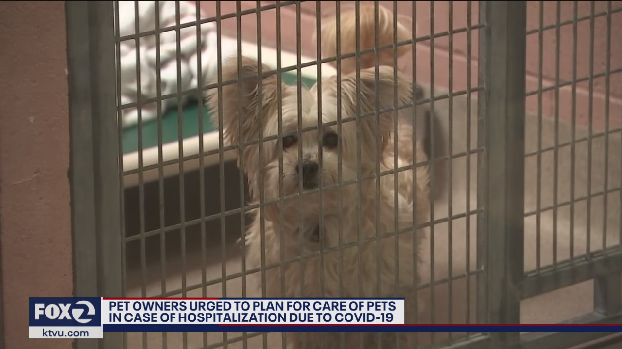 Pet owners urged to plan for care of pets in case of hospitalization due to COVID-19