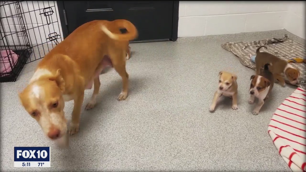 New Valley dog rescue offers hope for homeless large breed pregnant dogs and their pups