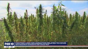 New research suggests CBD could help fight COVID-related lung inflammation