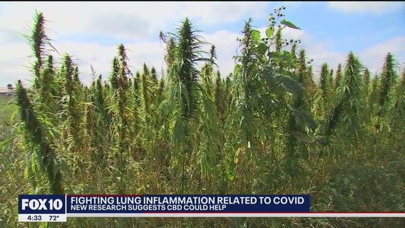 New research suggests CBD could help fight COVID-related lung inflammation