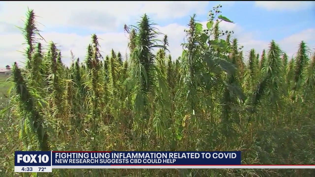 New research suggests CBD could help fight COVID-related lung inflammation