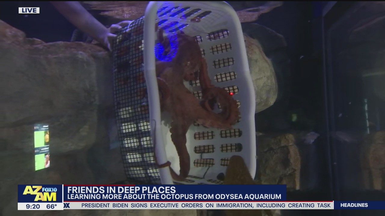 Learning about the octopus at Odysea Aquarium