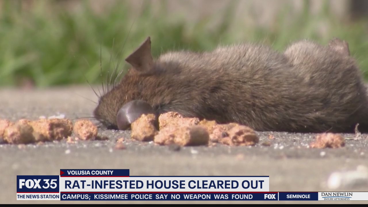 Rat-infested house in Port Orange cleared out