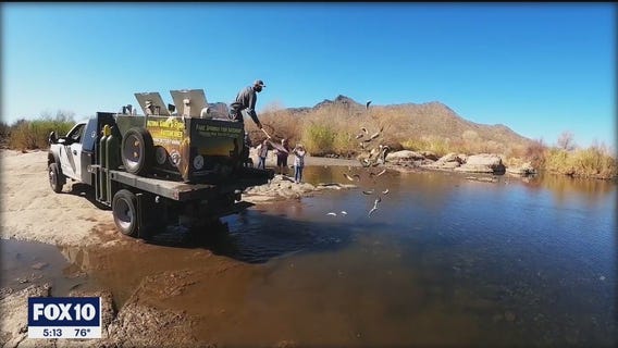Arizona Game and Fish restocking the lakes during winter fishing season