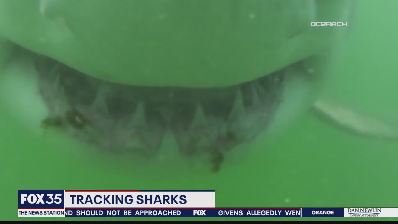Tracking sharks off Florida coast