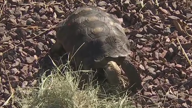 150 desert tortoises in Arizona in need of adoption