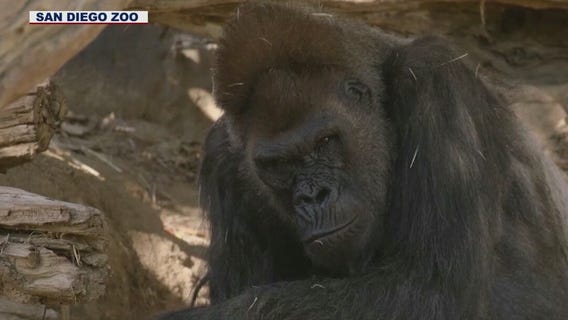 San Diego Zoo gorillas recovered from COVID-19