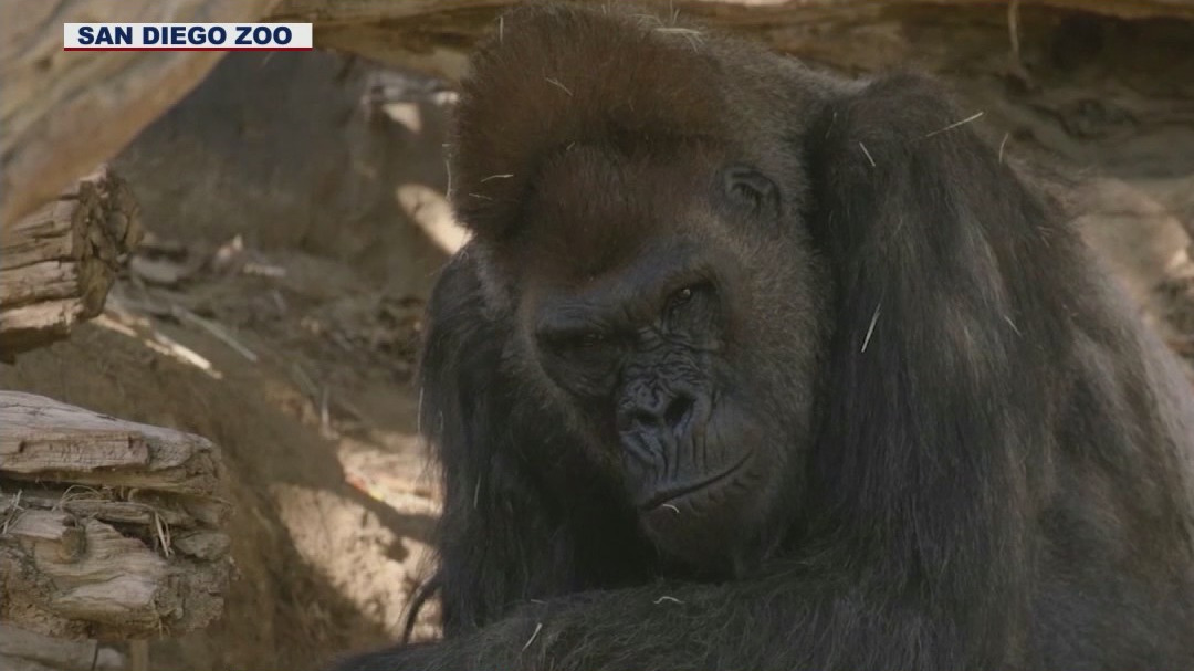 San Diego Zoo gorillas recovered from COVID-19