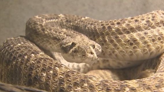 Rattlesnake season about to start in Arizona