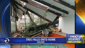 Large tree causes significant damage to Oakland home