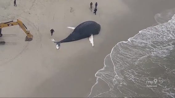 NJ Now: Dispute over clean energy and its threat to wildlife