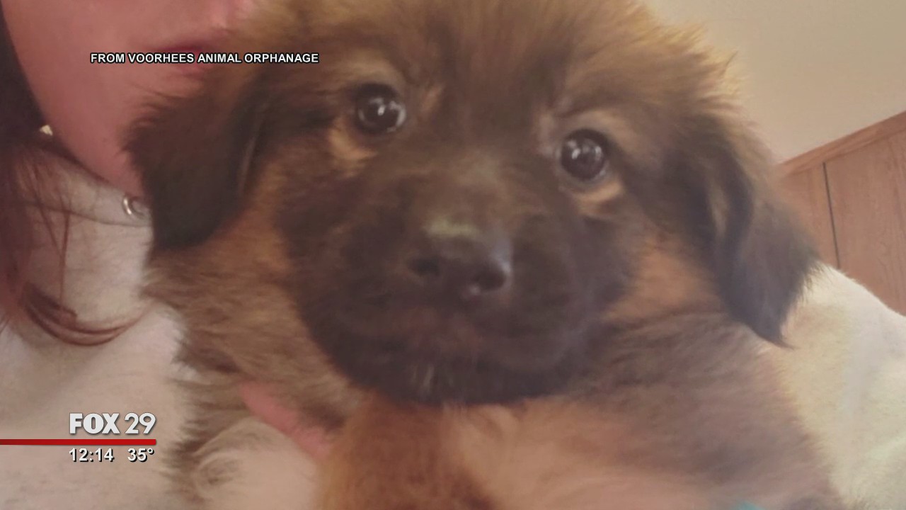 12-week-old puppy stolen from Voorhees Animal Orphanage; suspect sought