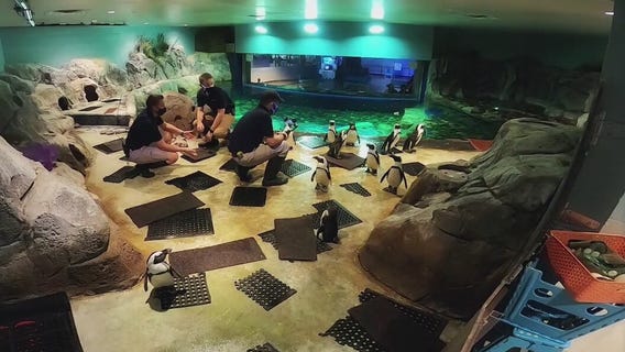 Odysea Aquarium offering virtual animal encounters