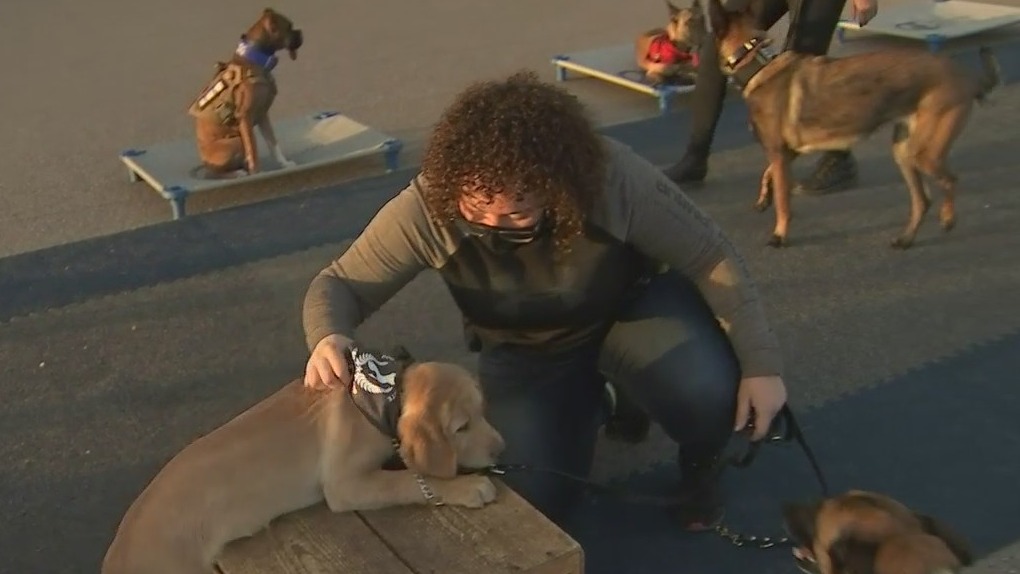 Watch amazing dog tricks at Maricopa County Home and Landscape Show