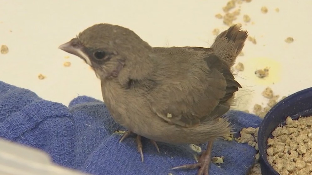 Arizona wildlife expert talks what to do if you've seen a fallen baby bird