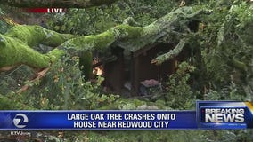Large Oak tree falls on home, power lines in Emerald Hills