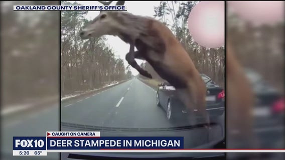 VIDEO: Deer stampede caught on camera in Michigan